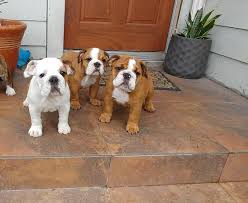 Both boys are very thick, with beautiful big brick heads, short spike tail & very short thick bodies. English Bulldog Without Papers For Sale English Bulldog Without Papers For Sale