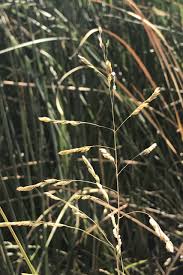 Image result for Leersia