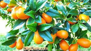 Kamkat Kumkuat Kumkat Altin Portakal Fortunella Olarak Tezgahlarda Gordugunuz Meyve Nedir Kumkuat In Faydalari Kumkuat In Icind Portakal Meyve Mineraller