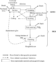 Simplified Flow Diagram Of The Farrow To Finish Production