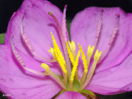 Image result for Dissotis multiflora