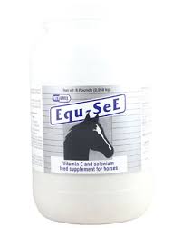 Image result for Equilabium selukwense