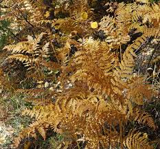 Image result for Pteridium aquilinum