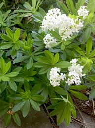 Wann kann ich ihn ernten? Waldmeister Galium Odoratum