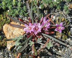 Image result for Rytigynia lewisii