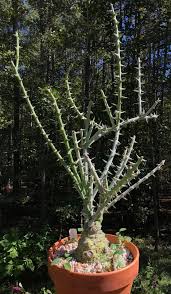 Image result for Adenia