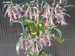 Image result for Kalanchoe velutina