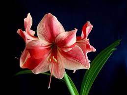 Tattoo Symbolism Flower Tattoo Symbolism Flower Tattoos Amaryllis Flowers Flower Tattoo