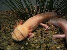 Tatsächlich enthielt das nächste update so viele neue funktionen, dass sie es in zwei teile aufteilen mussten. Axolotl Wikipedia
