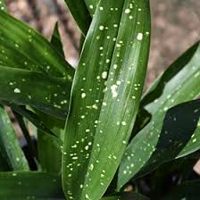 It is highly versatile as background foliage, a tall accent, often uses for lining clear vases. Milky Way Speckled Cast Iron Plant Aspidistra Elatior Milky Way In Greensboro High Point Winston Salem Summerfield North Carolina Nc At New Garden Landscaping Nursery
