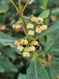 Image result for Euclea schimperi