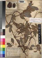 Image result for Landolphia landolphioides