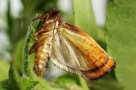 Image result for Archips podanus