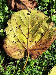 Image result for Neoboutonia