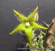 Image result for Orbea dummeri
