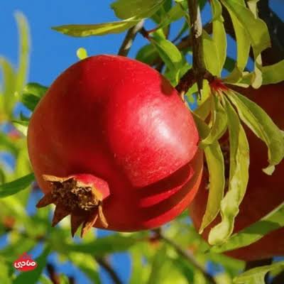 نهال انار پایه کوتاه