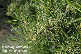 Image result for Nuxia oppositifolia