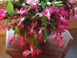Dormancy is important for getting a christmas cactus to bloom. Singing Gardener How To Get Christmas Cactus To Put On Its Best Bloom Display Grainews