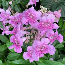 Image result for Podranea brycei