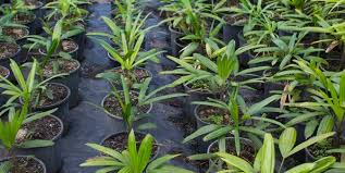 They are very easy to grow, provided you don't overwater them! A Guide To Potting Planting And Caring For Your Palm Tree Palms Online Australia