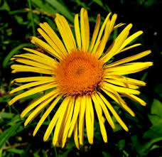 Image result for Inula mannii