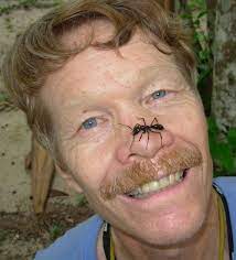 This ant is known for its very painful sting to both humans and animals, which is why it is called the bullet ant. How Much Does A Bullet Ant Sting Hurt The Most Painful Stings