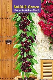 Saulenobst Garten Pflanzen Garten Garten Eden