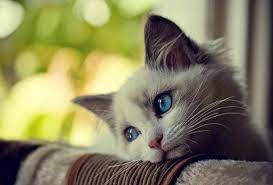 Russian blue adalah salah satu ras anak kucing comel selanjutnya yang banyak dicari. 35 Gambar Kucing Comel Yang Lucu Dan Menggelikan Hat Informasi Semasa Cerita Kita