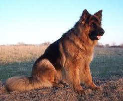 german shepherd puppies double coated zoe fans blog