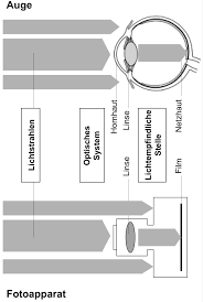 Die elementareinheiten für diese signalverarbeitung sind die rezeptiven felder der netzhaut und der sehrinde 32, 76. Https Augenklinik Charite De Fileadmin User Upload Microsites M Cc16 Augen Cbf Studium Praktikum Skript1 Pdf