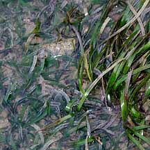 Image result for Thalassia hemprichii