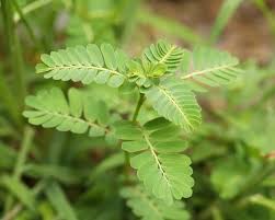 Image result for Phyllanthus pinnatus
