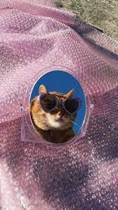 45 Cute Funny Cat Wallpaper Aesthetic Iphone Backgrounds Free Download Funny Cat Wallpaper Cat Wallpaper Cute Cat Wallpaper