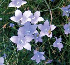 Image result for Wahlenbergia subaphylla