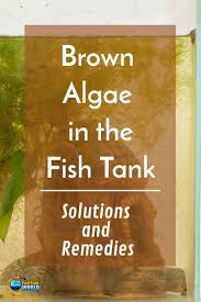 Brown Algae In Fish Tank Environments Seem To Be One Of The Biggest Problems Of Fish Keeping Brown Algae Can Fish Tank Fish Tank Plants Fish Tank Accessories