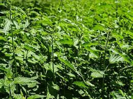 It has been used as an herbal remedy for thousands of years. Stinging Nettles Hives Swelling Painful Urtica Plant Nature Burn Itching Leaves Stinging Nettle Plant Pikist