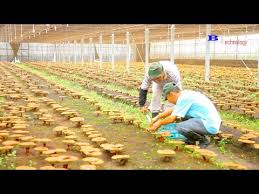 If you want to grow a lot of mushrooms you should clear out. Video Mushroom Farm