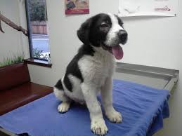 Black And White St Bernard Puppy St Bernard Border Collie Mix Puppies Cute Dogs Gallery Puppy Dog Pictures Labrador Dog Pictures Border Collie Mix Puppies