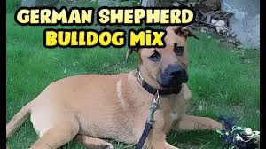 Female dogs tend to be smaller than males, but, on average, these dogs can stand up to 26 inches tall at the shoulder, weighing between 60 and 90 pounds. German Shepherd Bulldog Mix Youtube
