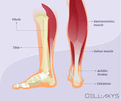 This system works to provide both stability and mobility while we walk. Calf Strain Recovery Time Cellaxys