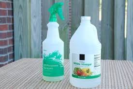 Homemade Fly Repellents For The Yard Ehow Com Homemade Bug Spray Insect Spray Bug Spray For Plants