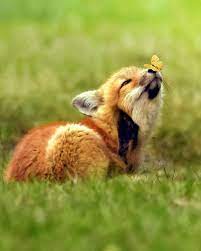 Pin On Animals The Sweetest And Purest Souls