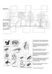 Keptalalat A Kovetkezore Schichten Des Waldes Grundschule Arbeitsblatt Wald Grundschule Grundschule Schulideen