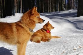 the least popular dog breeds in america sobachki sobaki