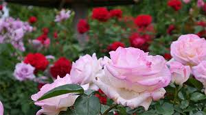 Https Encrypted Tbn0 Gstatic Com Images Q Tbn 3aand9gctryhm3ludzgzrdc1qg3 O5kaevn6mv469r0q Usqp Cau