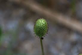 Image result for Ottelia cylindrica