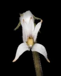 Image result for Cyphia