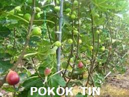Dengan kaedah ini juga mengalakkan pokok buah tin mengeluarkan. Anim Agro Technology Tanaman Pokok Tin Satu Tinjuan