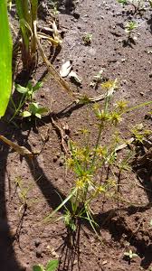 Image result for Cyperus amabilis
