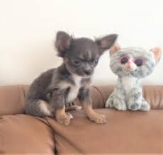 No matter what color combination, it's hard not to love the silky coat on a long haired chi.… Dj S Chihuahua Showing Off Our Long Haired Blue Teacup Facebook